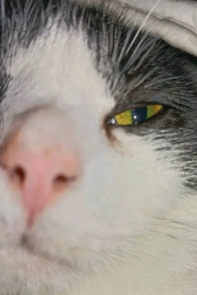 Flipped Chat AI – Discuter avec Alex