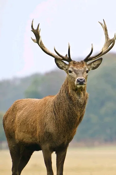 Flipped Chat AI – Chatten mit Hirsch 