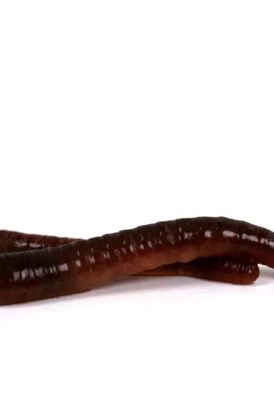 Flipped Chat AI – Chatten mit Penis Wurm 