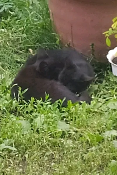 Flipped Chat AI – Чат с Рей