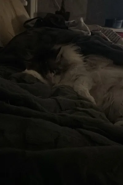 Flipped Chat AI – 與 Perverser Lehrer  聊天