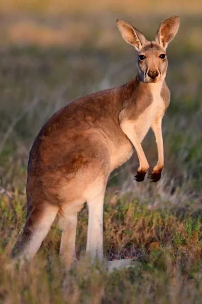 Flipped Chat AI – Chatten mit Mama Roo