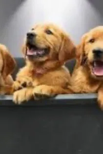 AI trò chuyện đảo ngược – Trò chuyện với FNDTH