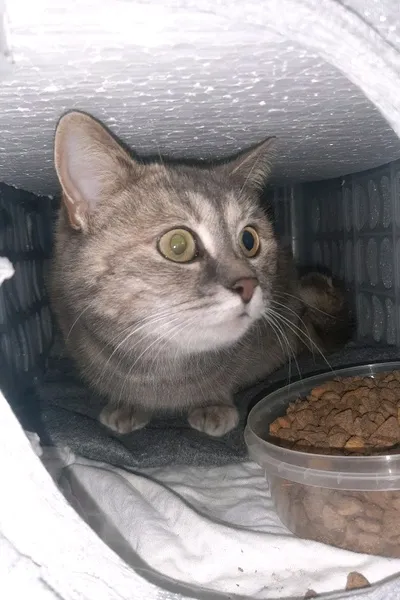 Flipped Chat AI – Чат с Тима