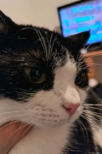 Çevrilmiş Sohbet Yapay Zekası – Leoile sohbet edin