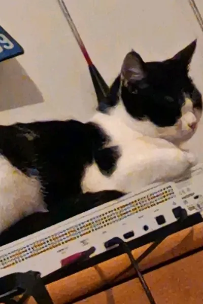 Flipped Chat AI – Discuter avec Leo