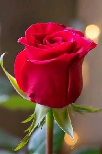 Flipped Chat AI – razgovarajte s Lysandra Thorne