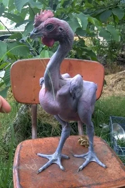 Flipped Chat AI – Chat s Galinha