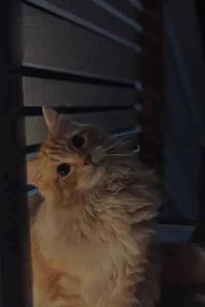 Flipped Chat AI – Sembang dengan Shouta Aizawa