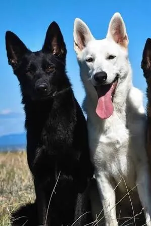 Flipped Chat AI – 與 Lexi and zues 聊天