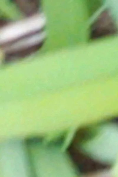 Flipped Chat AI – Чат с Мусарка 