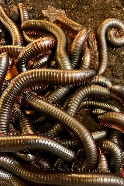 Flipped Chat AI – Chatten mit Kitzele Tausend füssler 