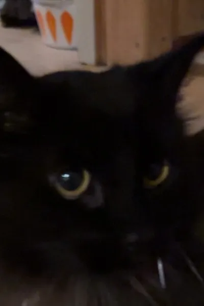 Flipped Chat AI – Discuter avec Even kolden