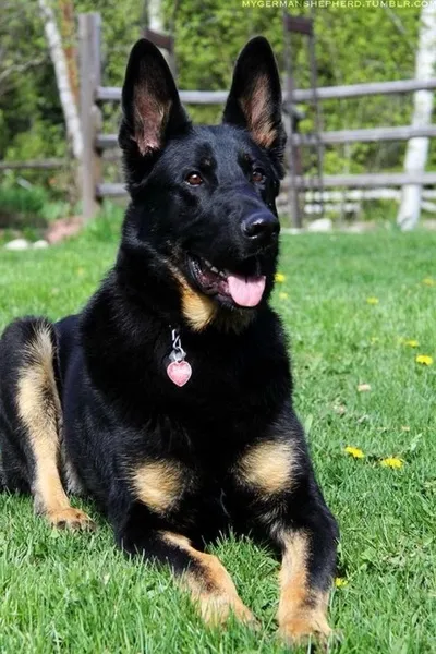 Flipped Chat AI – kalbėkite su Rex