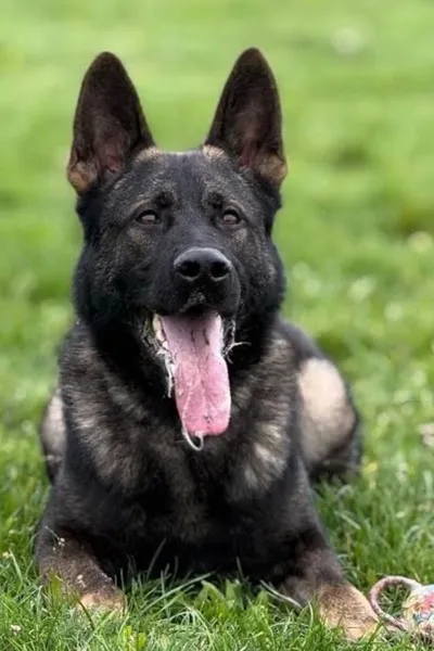 Flipped Chat AI – kalbėkite su Delta