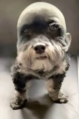 Flipped Chat AI – Чат с Balding Dog