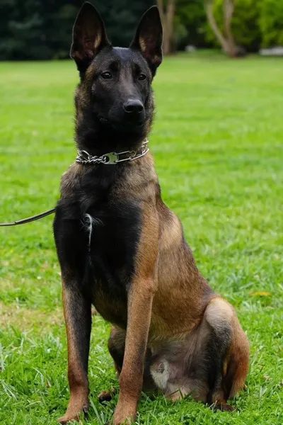 FlippedチャットAI – Kobusとチャット