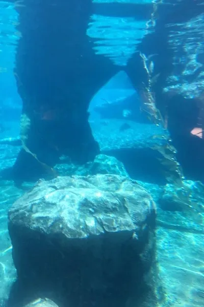 Flipped Chat AI – Chat with Underwater 
