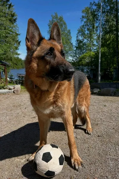 Mukhtar Zhárov background
